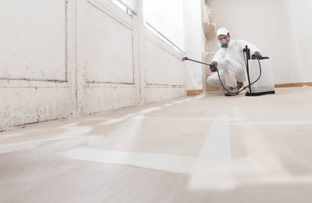 24/7 Emergency Black Mold Remediation experts in Port Orchard, WA