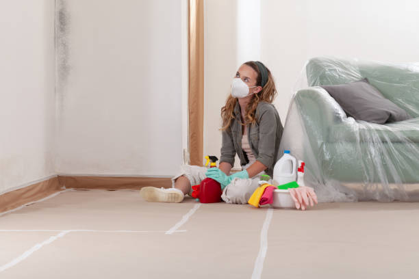 Reliable Black Mold Remediation contractor in Port Orchard, WA by Car Mold Remediation