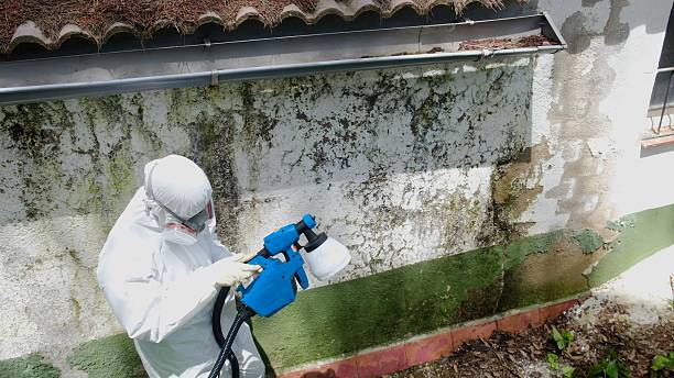 Top rated local Black Mold Remediation specialists in Port Orchard, WA